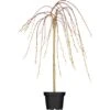 OBI Hängende Kätzchenweide "Pendula" Gelb Höhe Ca. 80-100 Cm Topf Ca.5,5 L Salix