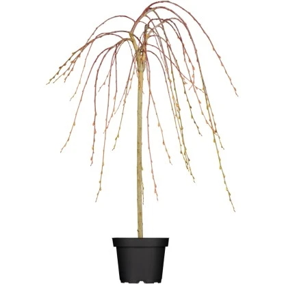 OBI Hängende Kätzchenweide "Pendula" Gelb Höhe Ca. 80-100 Cm Topf Ca.5,5 L Salix 1 OBI Hängende Kätzchenweide "Pendula" Gelb Höhe Ca. 80-100 Cm Topf Ca.5,5 L Salix