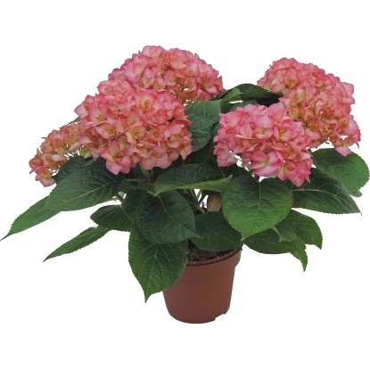 GROW By OBI Bauernhortensie "Gräfin Cosel" Rosa Topf Ca. 5 L Hydrangea 1 GROW By OBI Bauernhortensie "Gräfin Cosel" Rosa Topf Ca. 5 L Hydrangea