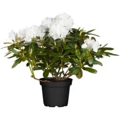 OBI Yaku-Rhododendron "Schneekrone" Weiß Höhe Ca. 20 - 30 Cm Topf Ca. 5 L
