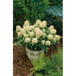 OBI Japanische Fruchtskimmie "Fragrant Cloud" Weiß Höhe Ca. 10-20 Cm Topf Ca.2 L