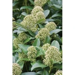 OBI Japanische Fruchtskimmie "Fragrant Cloud" Weiß Höhe Ca. 10-20 Cm Topf Ca.2 L -Gardena Verkäufe japonica Fragrant Cloud 2