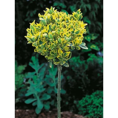 OBI Japanischer Spindelstrauch "Elegantissimus Aureus" Höhe Ca.90 Cm Topf Ca.18l 1 OBI Japanischer Spindelstrauch "Elegantissimus Aureus" Höhe Ca.90 Cm Topf Ca.18l