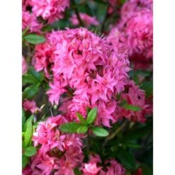 OBI Sommergrüne Azalee "Homebush" Pink Höhe Ca. 20 - 30 Cm Topf Ca. 5 L Azalea -Gardena Verkäufe k hoehe 2030cm 5l azalea 1