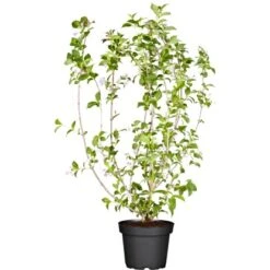 Weigelie "Magical Rainbow" Rosa Höhe Ca. 20 - 30 Cm Topf Ca. 3 L Weigela