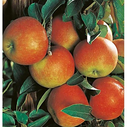 Herbstapfel "Rebella" Gelb-Rot Topf Ca. 9,5 L Malus 1 Herbstapfel "Rebella" Gelb-Rot Topf Ca. 9,5 L Malus