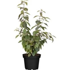 OBI Liebesperlenstrauch "Profusion" Lila Höhe Ca. 40 - 60 Cm Cm Topf Ca. 4 L