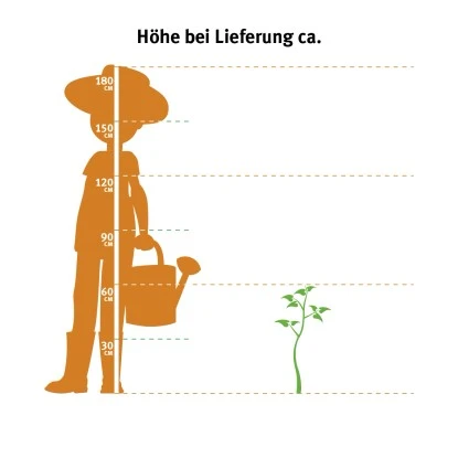 Bauernhortensie "Pink Pop" Rosa Höhe Ca. 50 - 60 Cm Topf Ca. 5 L Hydrangea 2 Bauernhortensie "Pink Pop" Rosa Höhe Ca. 50 - 60 Cm Topf Ca. 5 L Hydrangea – Bild 2