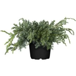 OBI Zwerg-Wacholder "Blue Carpet" Blau Höhe Ca. 5 - 10 Cm Topf Ca. 5 L Juniperus