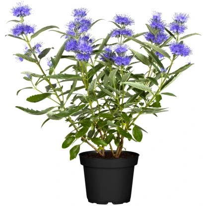 OBI Bartblume "Blue Balloon" Blau Höhe Ca. 30 - 40 Cm Topf Ca. 5 L Caryopteris 1 OBI Bartblume "Blue Balloon" Blau Höhe Ca. 30 - 40 Cm Topf Ca. 5 L Caryopteris