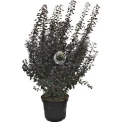 Blasen-Spiere "Little Joker" Weiß Höhe Ca. 60 - 80 Cm Topf Ca. 12 L Physocarpus