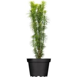 OBI Säulenkopfeibe "Fastigiata" Höhe Ca. 30 - 40 Cm Topf Ca. 3 L Cephalotax