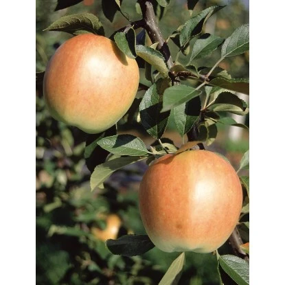 Herbstapfel "Rebella" Gelb-Rot Topf Ca. 9,5 L Malus 2 Herbstapfel "Rebella" Gelb-Rot Topf Ca. 9,5 L Malus – Bild 2