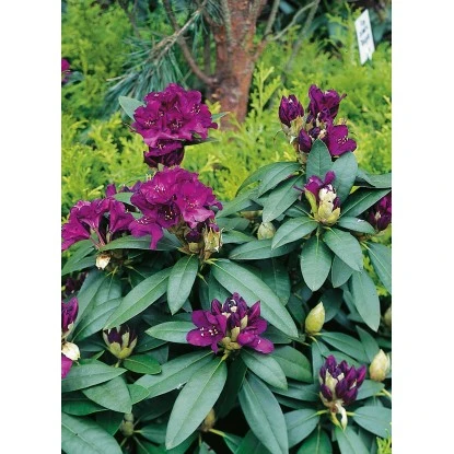OBI Rhododendron-Hybride "Polarnacht" Schwarzviolett Höhe Ca. 20-30cm Topf Ca.5l 1 OBI Rhododendron-Hybride "Polarnacht" Schwarzviolett Höhe Ca. 20-30cm Topf Ca.5l