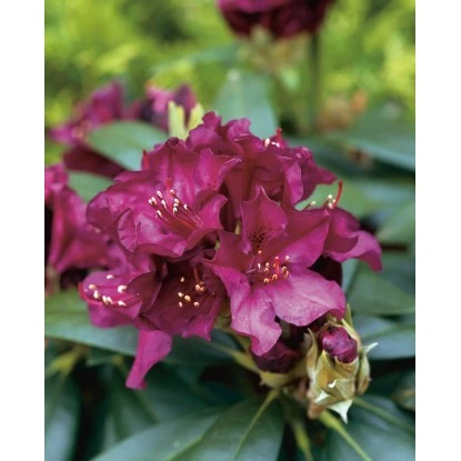 OBI Rhododendron-Hybride "Polarnacht" Schwarzviolett Höhe Ca. 20-30cm Topf Ca.5l 3 OBI Rhododendron-Hybride "Polarnacht" Schwarzviolett Höhe Ca. 20-30cm Topf Ca.5l – Bild 3