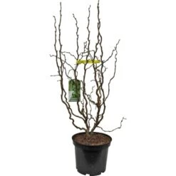 OBI Korkenzieher-Hasel "Scooter" Gelb Höhe Ca. 50 - 60 Cm Topf Ca. 5 L Corylus