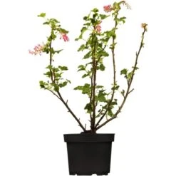 OBI Zierjohannisbeere Rosarot Höhe Ca. 30 - 40 Cm Topf Ca. 3 L Ribes