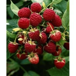 Himbeere "Little Red Princess" Topf Ca. 6 L Rubus