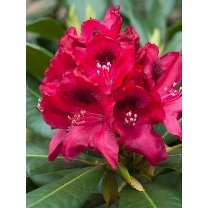 OBI Rhododendron-Hybride "Polarnacht" Schwarzviolett Höhe Ca. 20-30cm Topf Ca.5l 5 OBI Rhododendron-Hybride "Polarnacht" Schwarzviolett Höhe Ca. 20-30cm Topf Ca.5l – Bild 5