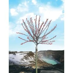 OBI Riesen-Salweide "Mount Aso" Rosa Höhe Ca. 80 Cm Topf Ca. 5 L Salix