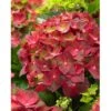 Ballhortensie "Magical" Rot Topf Ca. 5 L Hydrangea