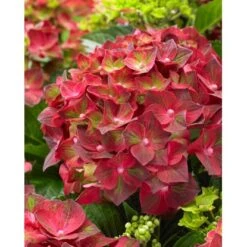Ballhortensie "Magical" Rot Topf Ca. 5 L Hydrangea