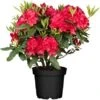 OBI Rhododendron "Nova Zembla" Rot Höhe Ca. 30 - 40 Cm Topf Ca. 5 L Rhododendron