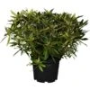 OBI Alpenrose "Graziella" Rosa Höhe Ca. 30 - 40 Cm Topf Ca. 5 L Rhododendron