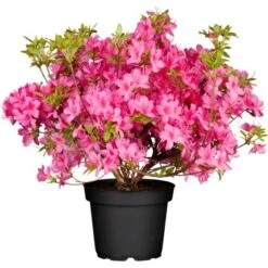OBI Rhododendron "Roseum Elegans" Rosa Höhe Ca. 30-40 Cm Topf Ca.5l Rhododendron -Gardena Verkäufe topf ca5 l rhododendron 1 3