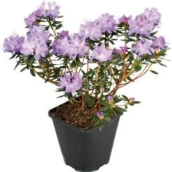 GROW By OBI Rhododendron "Lauretta" Violett-Blau Topf Ca. 4,6 L