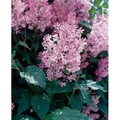 OBI Amerikanischer Flieder "Minuet" Violett Höhe Ca. 40 - 50 Cm Topf Ca. 3,5 L -Gardena Verkäufe yringa prestoniae minuet 2