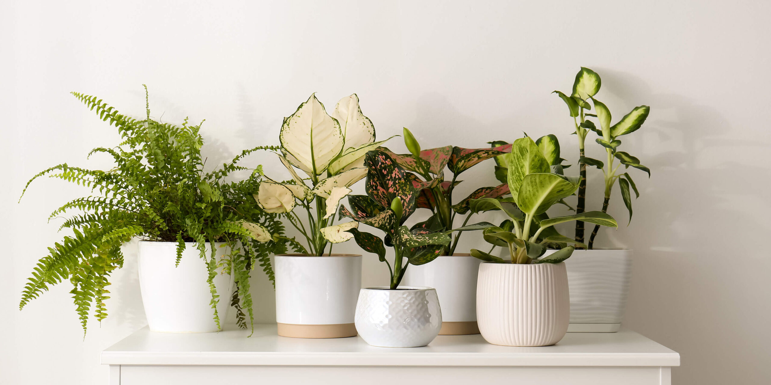 Gardena Verkäufe -Gardena Verkäufe Zimmerpflanzen eingewoehnen 01 scaled