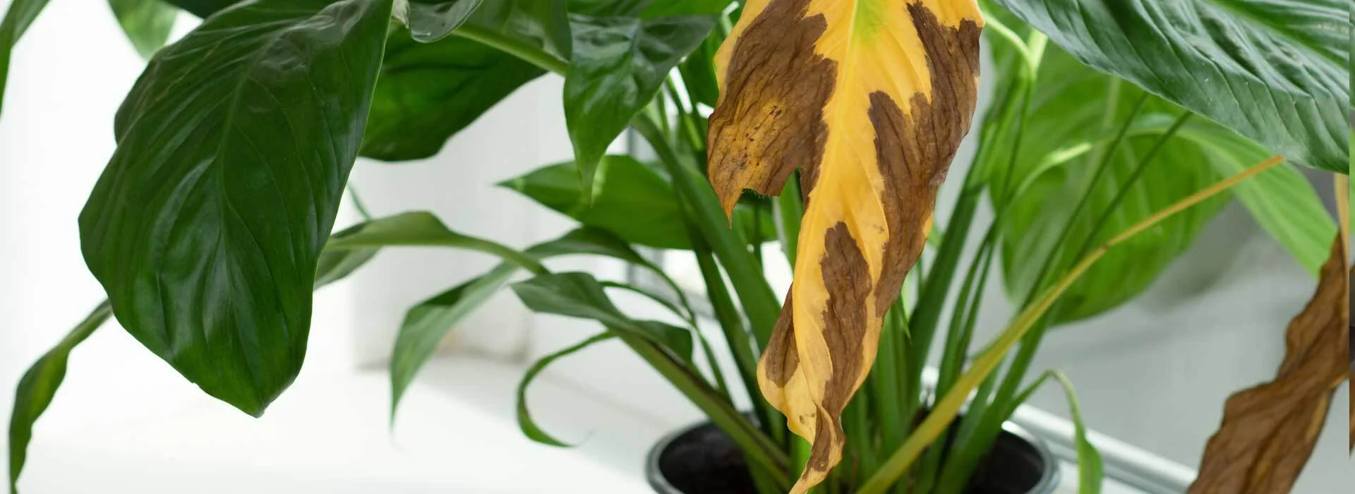 Gardena Verkäufe -Gardena Verkäufe verwelkende zimmerpflanze spathiphyllum